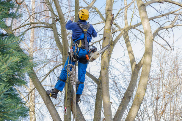 How Our Tree Care Process Works  in  Baton Rouge, LA