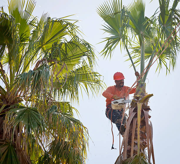 Professional Tree Care Services in Baton Rouge, LA